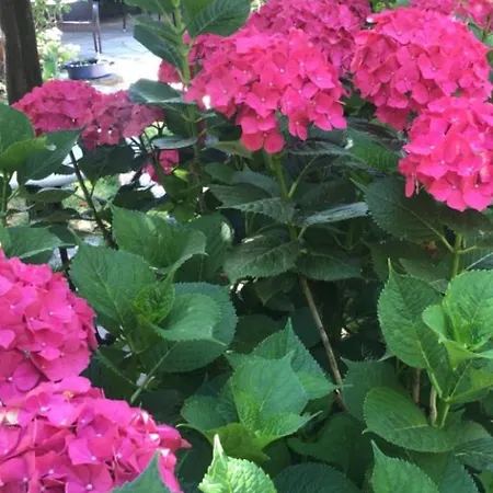 度假居 Αρχοντικό Πρεπάλα